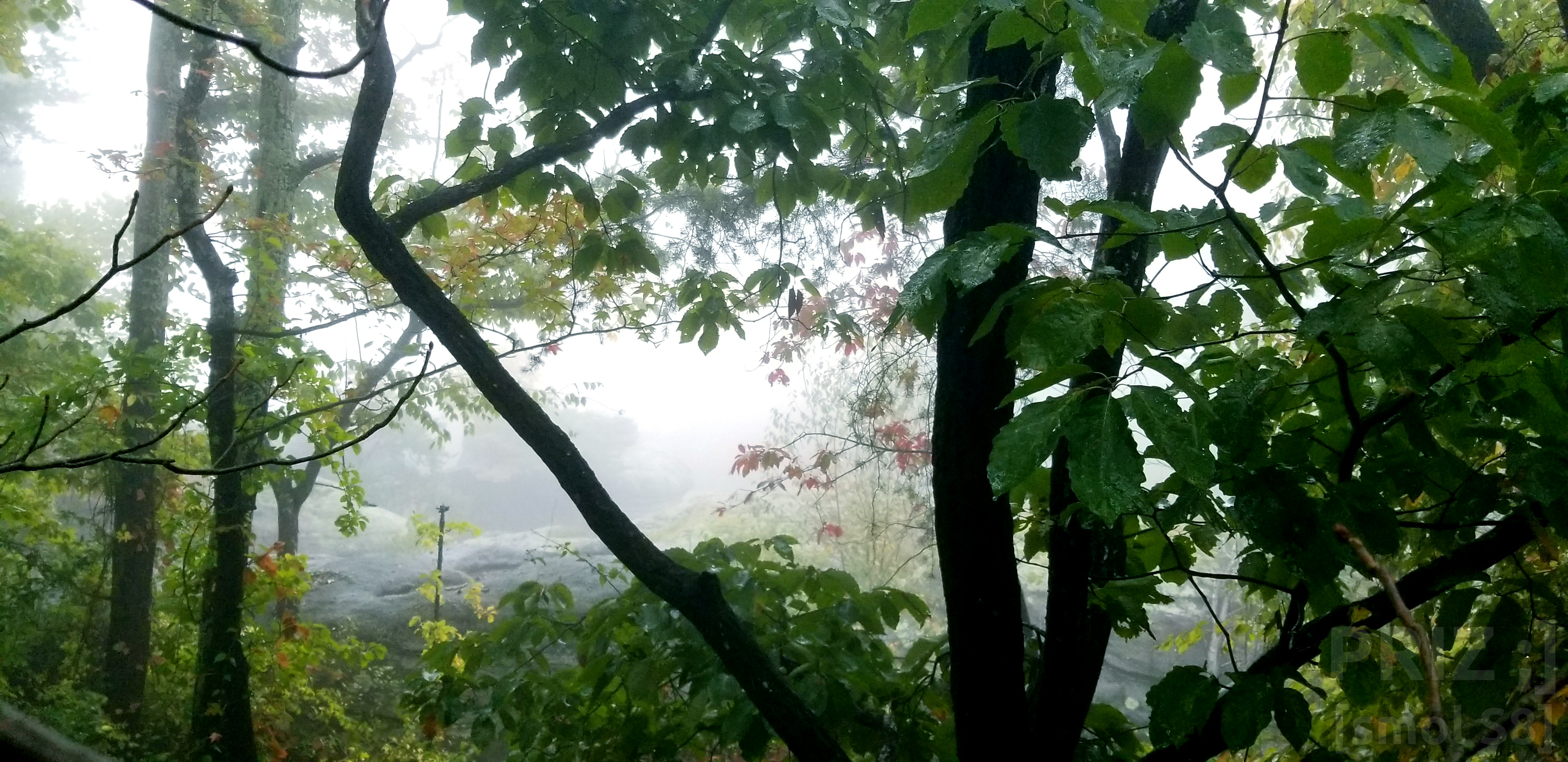 wet-trees.webp wet-trees.webp
